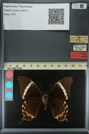 Media type: image; Entomology 16689